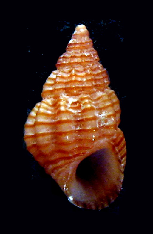 Rissoidae nel Mediterraneo: Genere Alvania